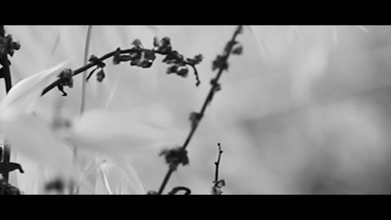 Alma de oro. Videoclip Rocío Bermejo